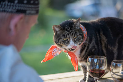 Mature man with cat and red wine at backyard