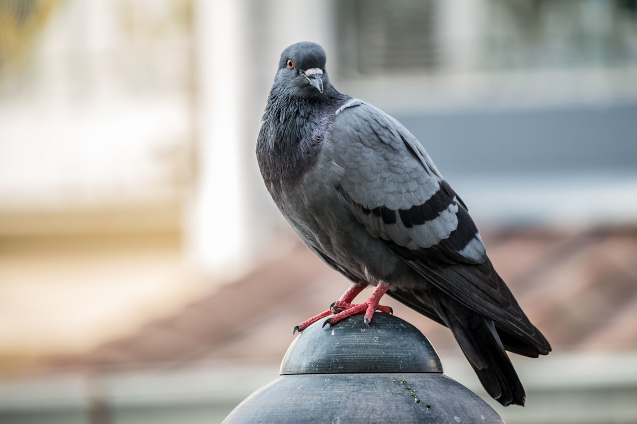 CLOSE-UP OF PIGEON