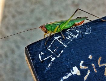 Close-up of insect perching on leaf