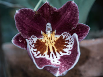 Close-up of purple rose flower