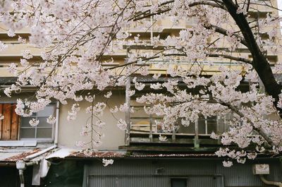 Close-up of flowers on tree