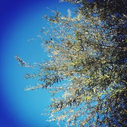 Low angle view of flowers against blue sky