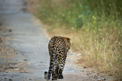 Full length of a cat walking