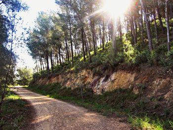 Sun shining through trees on sunny day