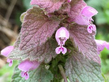 Close-up of pink flowers