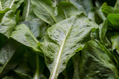 Close-up of fresh spinach