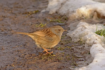 High angle view of bird perching on a field