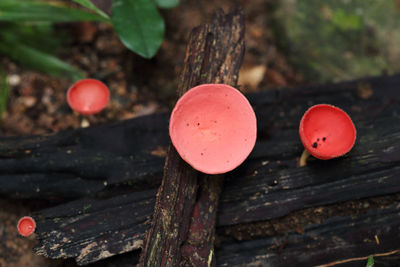 Close-up of red mushroom growing on wood