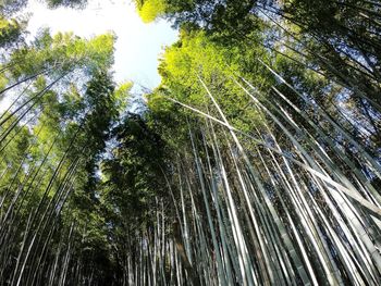 Low angle view of bamboo trees in forest