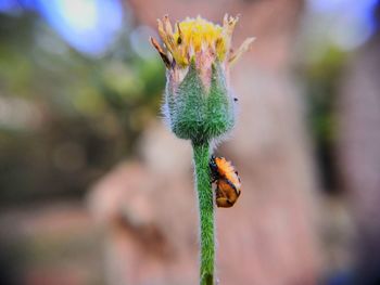 Close-up of insect on flower