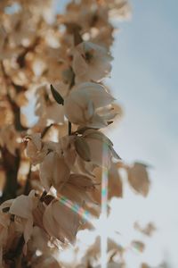 Low angle view of white flowering tree against sky
