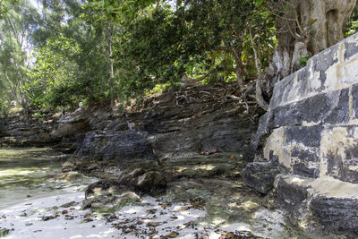 Rock formation amidst trees in forest