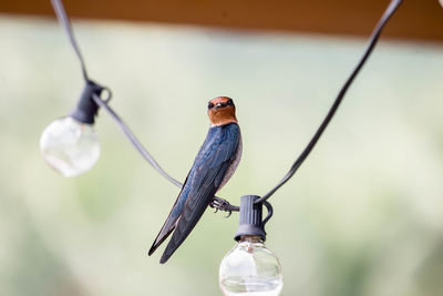 Close-up of bird perching on cable