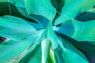 Full frame shot of green leaves