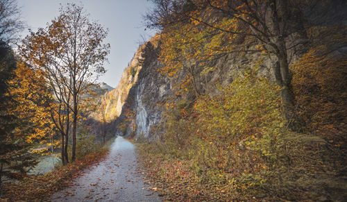 Road amidst trees in forest