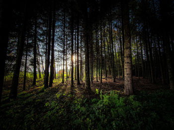 Low angle view of trees in forest