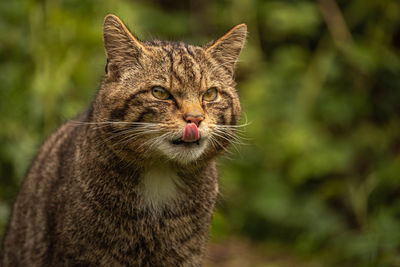 Close-up portrait of a cat