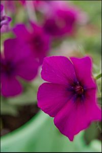 Close-up of purple flower blooming outdoors