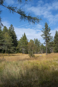 Scenic view of trees growing on field against sky