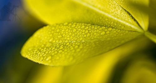 Close-up of yellow leaves