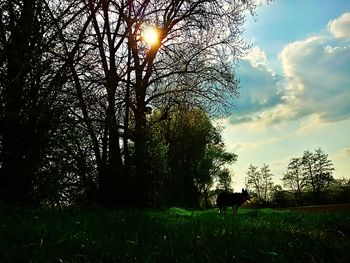 Silhouette tree on field against sky during sunset