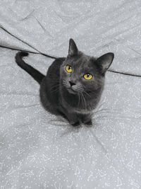 Portrait of black cat on floor