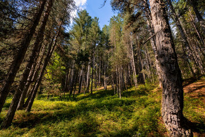 Pine trees in forest