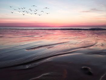 Flock of birds flying over sea