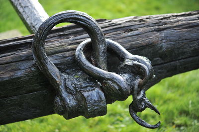 Close-up of metal on tree