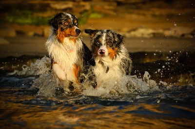 Two bernese mountain dogs splashing in water