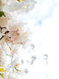 Close-up of white cherry blossom during winter