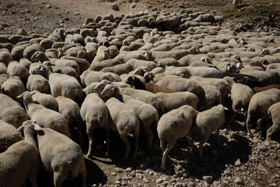 Sheep on rocks