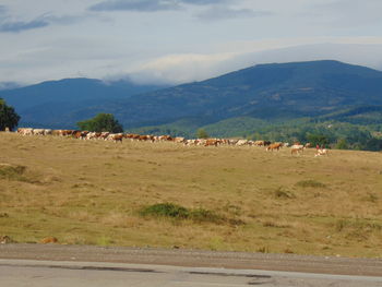 Cows grazing on landscape against mountains
