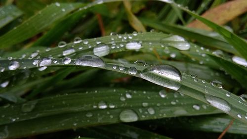 Close-up of wet plant leaves during rainy season