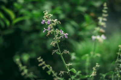 Close-up of purple flowering plant on field