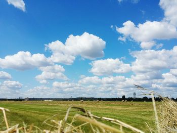 Scenic view of grassy field against clear sky