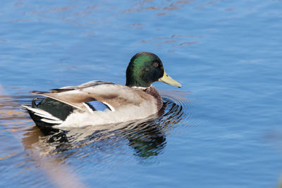 Duck swimming in a lake