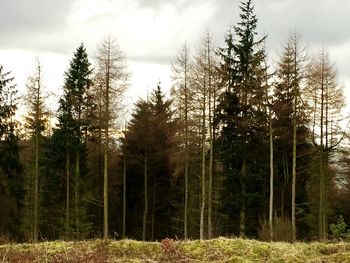 Pine trees in forest against sky