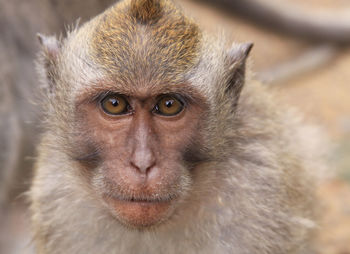 Close-up portrait of a monkey