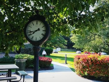 Clock amidst plants against trees