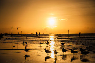 Silhouette seagulls at sea shore against sky during sunset