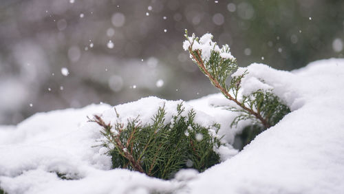 Close-up of snow covered plants on land