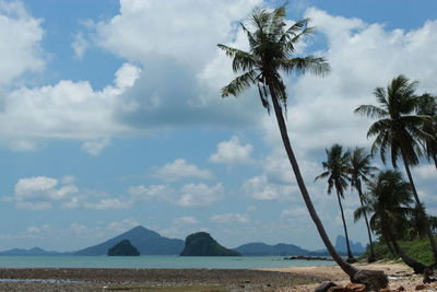 Scenic view of palm trees against sky