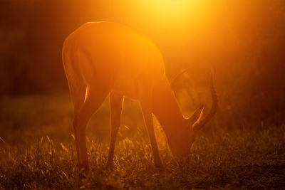 Horse grazing on field