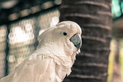 Close-up of a bird