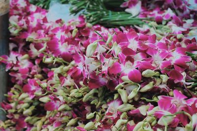 Close-up of pink flowering plants