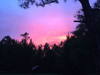 Silhouette of trees at sunset