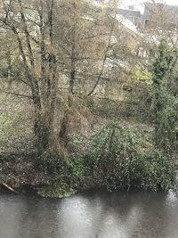 View of river in forest