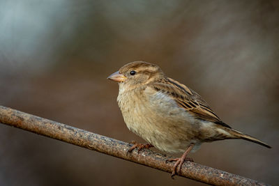 Close-up of bird perching on branch