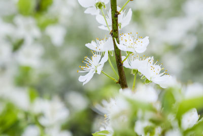 Close-up of white flowers blooming on branch